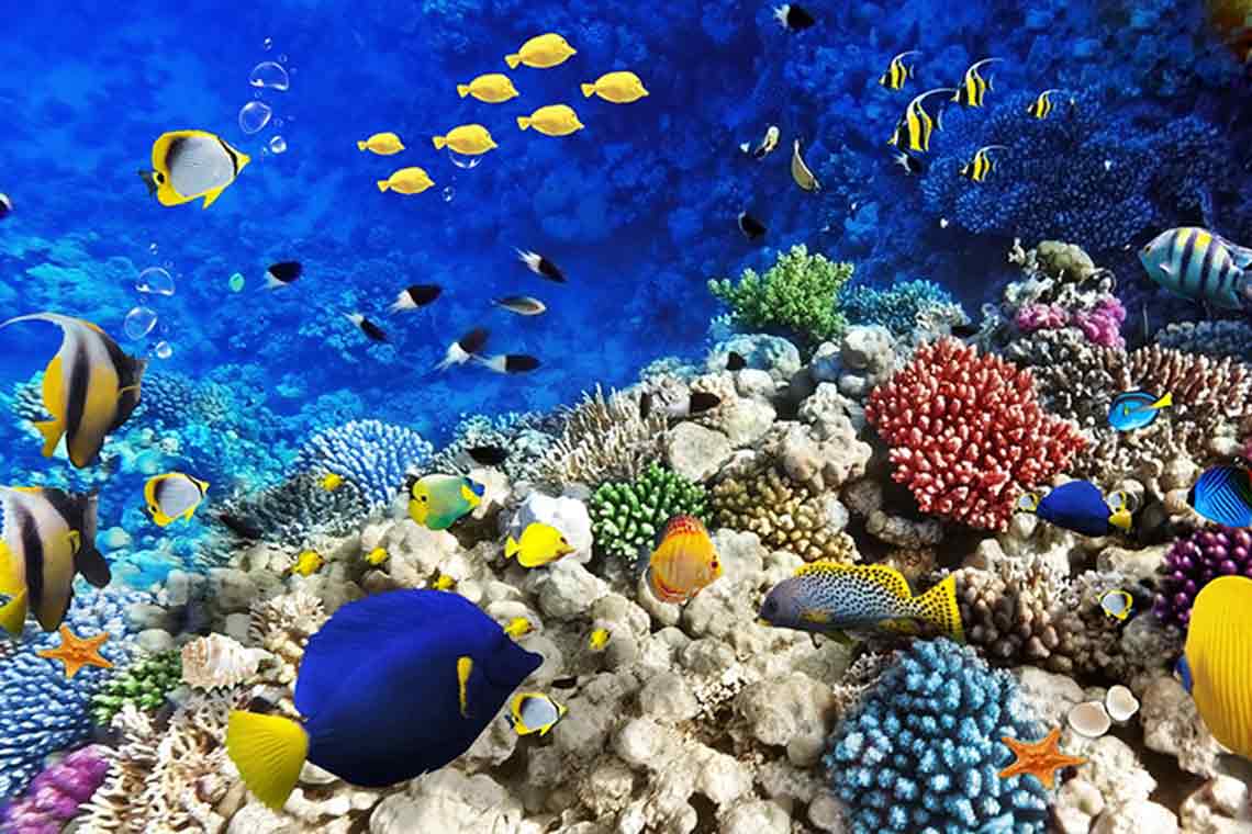 Tour Vịnh Vân Phong Giá Rẻ Trọn Gói Thiên Nhiên Hùng Vĩ